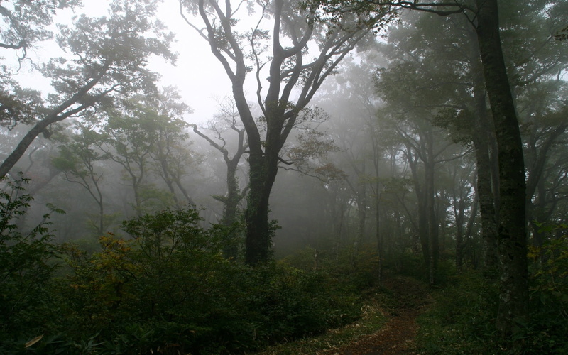 tranquil Scene, track, no People, green, morning, backgrounds, non-Urban Scene, beauty In Nature, day, secret, mystery, season, tree, mist, haze, sunlight