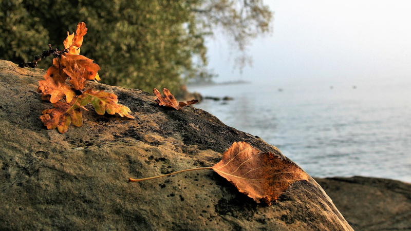 land, nature, 2K, near, day, focus on foreground, morning, haze, maple leaf, rocks, tree, leaves, withered, brown, wood, lake, trunk, outdoors, bodensee