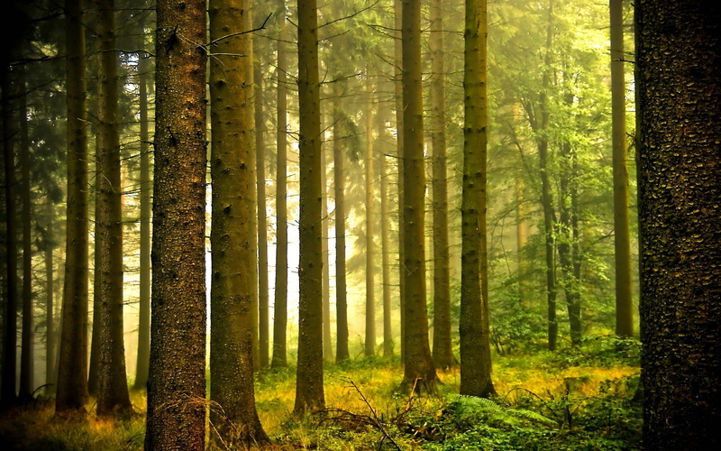no People, haze, growth, trunk, summer, morning, wood, non-Urban Scene, 2K, green Color, nature, wilderness Area, environment, mystery, tranquil Scene