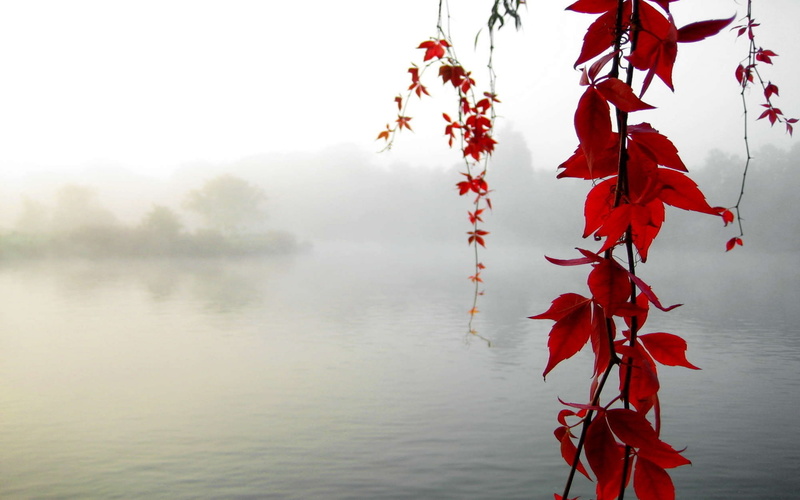 autumn, islands, 1080P, leaves, maple, fog, nature, trees, seasons, morning, haze, pond, lakes, fall, branch, mist