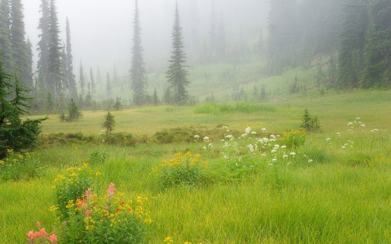 plant, scenics, green Color, pine woodland, uncultivated, field, beauty In Nature, day, flower, summer, scenics - nature, woodland, outdoors, idyllic, fog