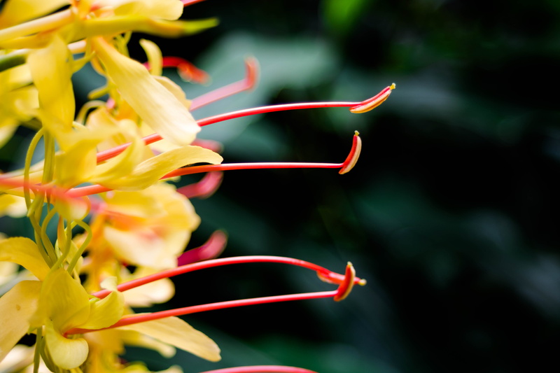 cana-roca, azores, flower head, freshness, vulnerability, day, plant, petal, stamen, 5K, beauty in nature, pollen, botany, focus on foreground, comanche