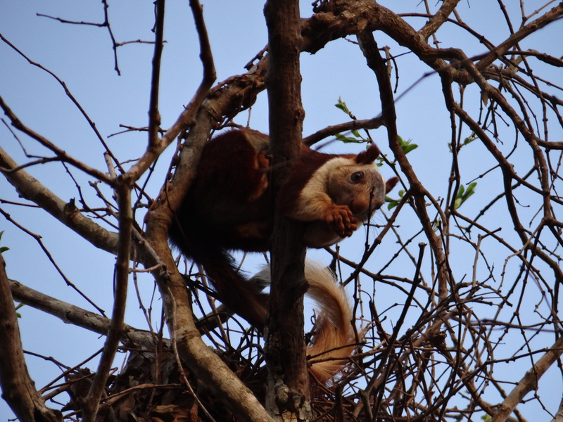day, animals in the wild, vertebrate, nature, monkey, mammal, india, animal wildlife, no people, sky, animal, low angle view, bare tree, animal themes