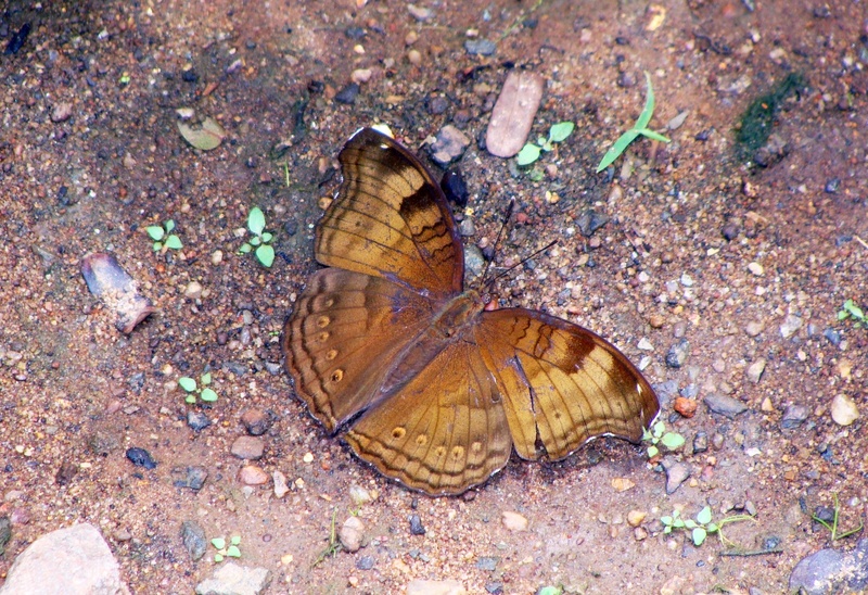 field, outdoors, karnataka, common baron, high angle view, day, shell, one animal, beauty in nature, butterfly, butterfly - insect, land, animal wildlife