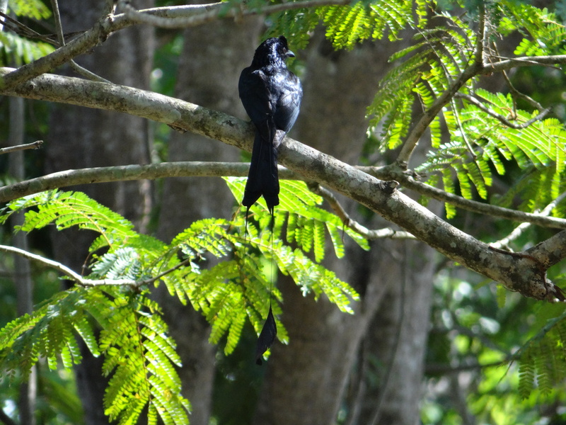 india, tree, beauty in nature, no people, dandeli, plant, nature, animals in the wild, growth, karnataka, vertebrate, focus on foreground, black color