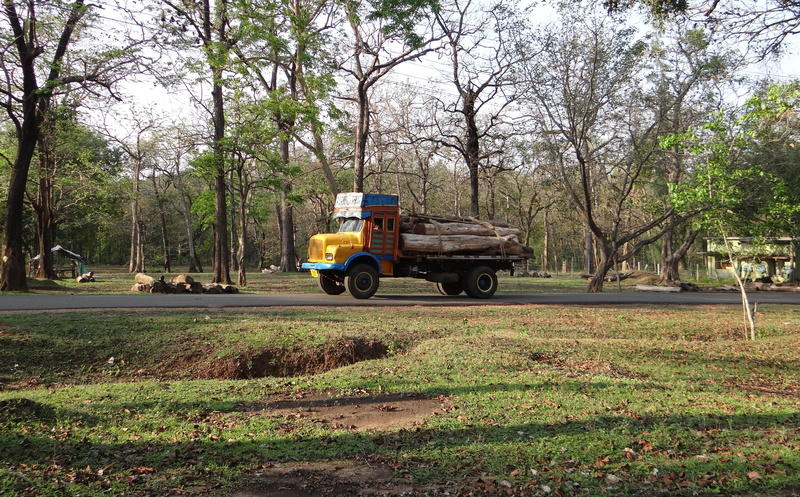 dandeli, land, day, depot, branch, nature, logs, lorry, growth, india, timber, outdoors, 4K, no people, land vehicle, motor vehicle, forestry, vehicle