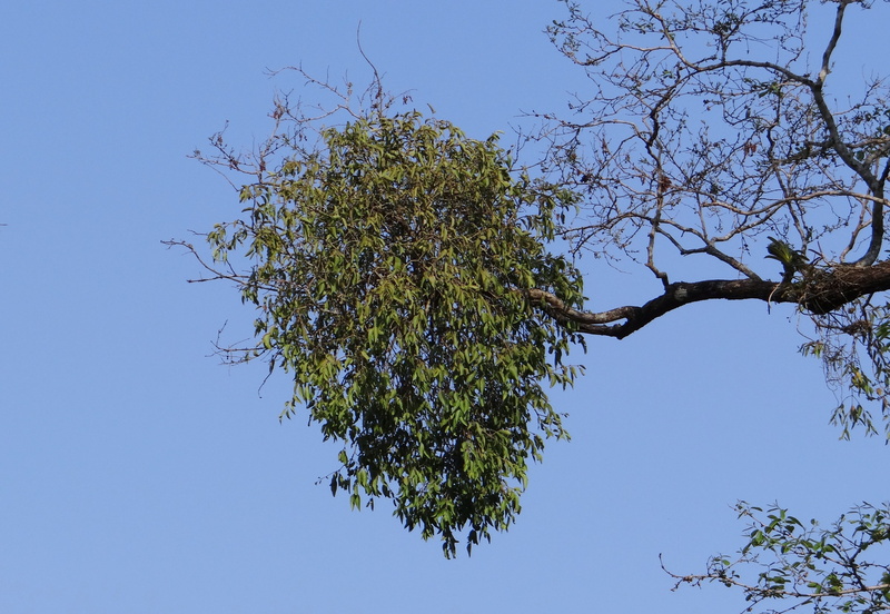 india, Epiphyte, beauty in nature, green color, tree, tranquil scene, plant, low angle view, Nature, no people, copy space, clear sky, Vegetation, tropical