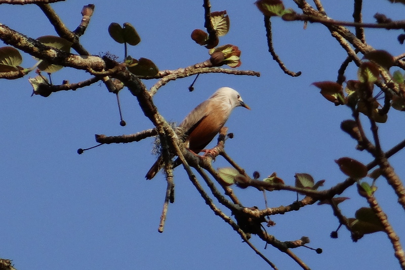 vertebrate, tree, low angle view, one animal, animal themes, animal, white-headed myna, outdoors, dandeli, animals in the wild, branch, starling, perching