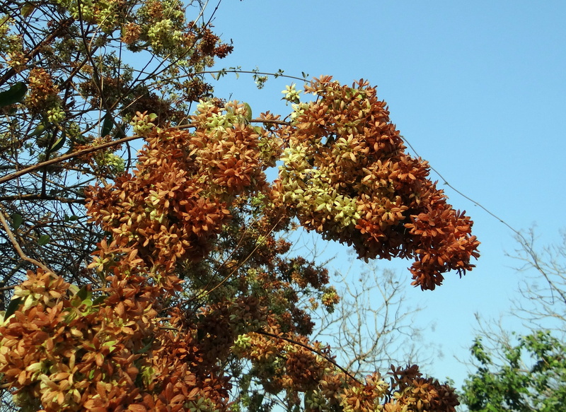adivijama, india, calycopteris nutans, minnarakoti, getonia floribunda, sunlight, gaichho lata, dhonoti, outdoors, western ghats, dandeli, low angle view