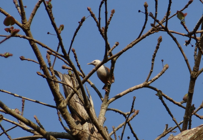 animal wildlife, sky, animal, no people, tree, karnataka, 1080P, eagle, sturnia malabarica, animal themes, aves, vertebrate, blue, bare tree, branch, western ghats