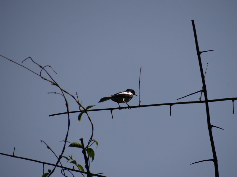 clear sky, majestic, feather, outdoors, Dandeli, animals in the wild, Karnataka, plant, avian, perching, mammal, sky, Bird, wildlife, low angle view, creature