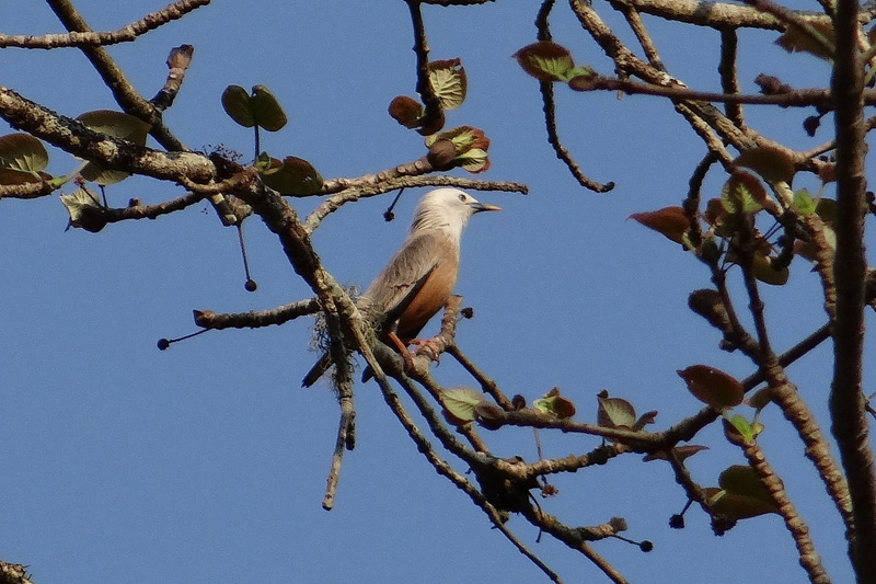 1080P, malabar, Malabar White-Headed Starling, animal themes, india, white, animals in the wild, tree, nature, western ghats, aves, animal wildlife, sturnia blythii