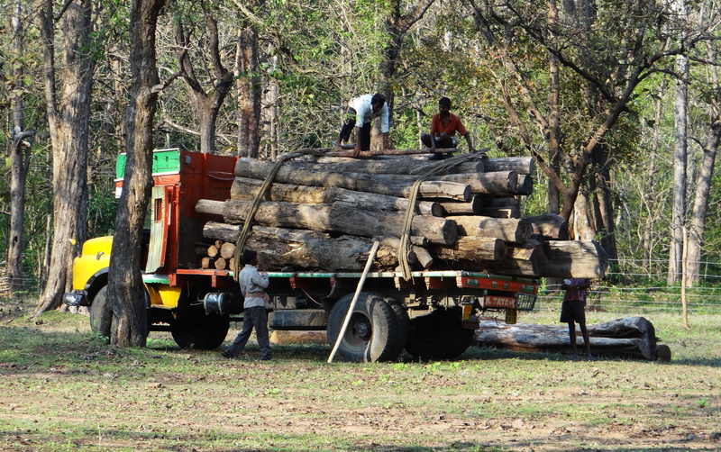 transportation, mode of transportation, forestry, plant, land, outdoors, lorry, logs, people, machinery, agricultural machinery, 4K, nature, depot, karnataka