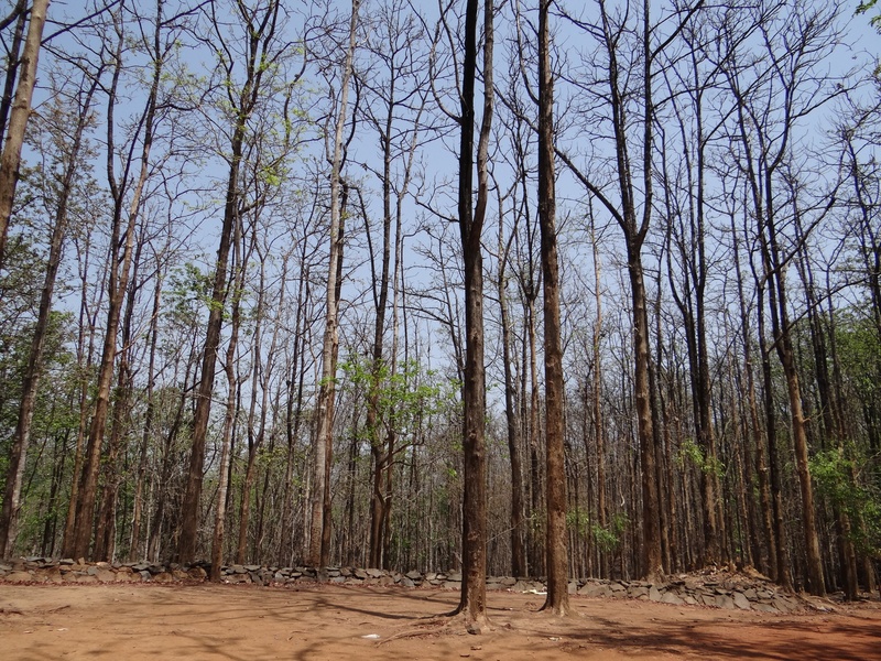 india, no people, scenics - nature, karnataka, forest, growth, day, sky, 2K, non-urban scene, tranquil scene, dandeli, travel, tree trunk, trunk, tranquility