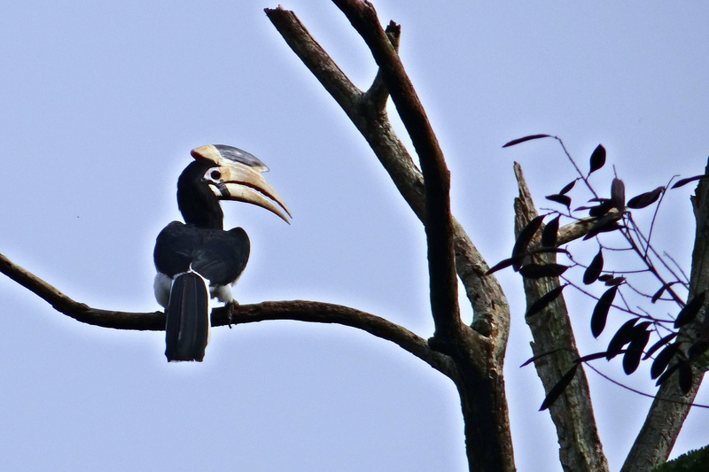 clear sky, perching, western ghats, animal, plant, 2K, sky, animals in the wild, wildlife, malabar pied hornbill, nature, animal themes, lesser pied hornbill