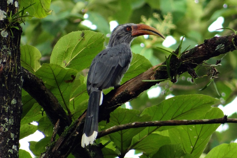 ocyceros griseus, plant, vertebrate, outdoors, dandeli, bird, endemic, day, animal wildlife, green color, perching, western ghats, tree, beak, animal themes