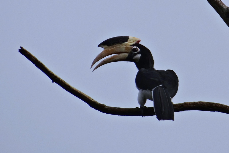 anthracoceros coronatus, dandeli, low angle view, eagle, day, animal themes, bird, sky, no people, india, beak, animal, tree, hornbill reserve, animals in the wild