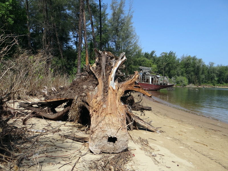 bark, Tree Trunk, animal wildlife, driftwood, forest, karwar, landscape, trunk, Estuary, water, River, Fallen, wood - material, wood, sky, sunlight, Kali