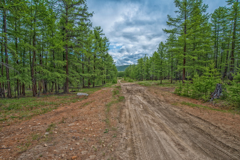 tree, cloud - sky, pine woodland, green color, forest, non-urban scene, woodland, landscape, sky, road, diminishing perspective, tiger, outdoors, plant