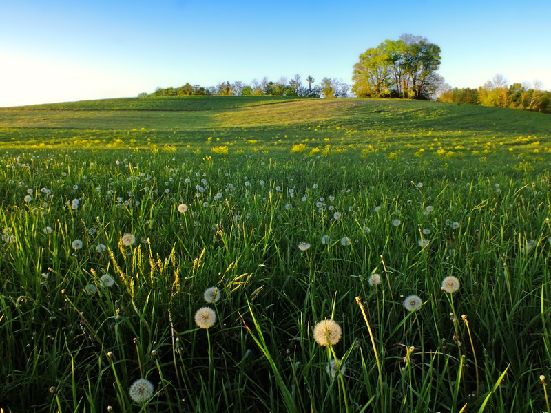 Columbia County, hills, field, outdoors, creative commons, Pennsylvania, rural, daytime, flowers, dandelions, agriculture, low light, landscape, rural Scene