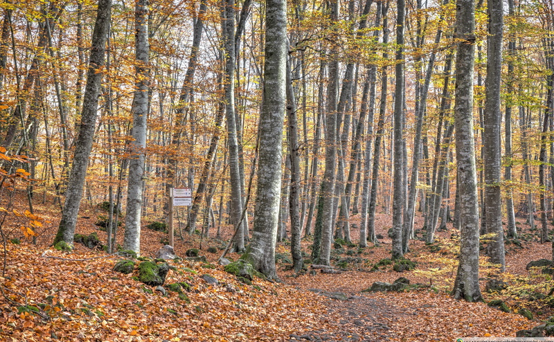 Landscape, Forest, Outdoors, Trail, Forests, Tranquil, Woodland, 4K, catalonia, pathway, beechwood, Footpath, Autumn, Grove, Peace, Yellow, garrotxa, jord
