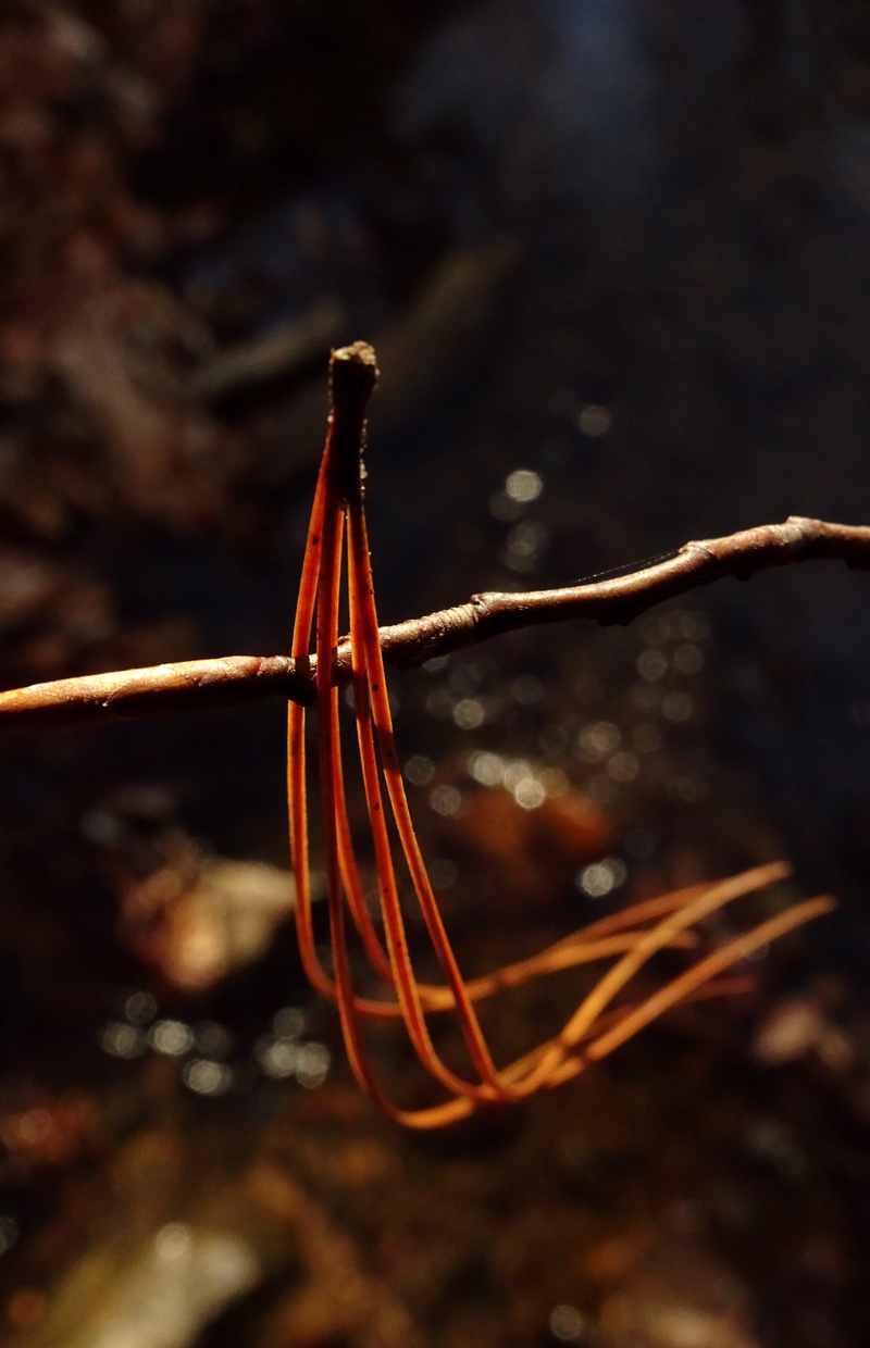 woods, tree, simple, cable, crystal, barbed wire, day, two objects, focus on foreground, 4K, creek, no people, outdoors, animal, branch, bird, invertebrate
