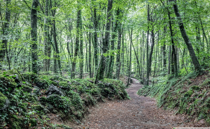 Beech, lafagedadenjorda, Forests, catalunya, Peaceful, den, la, Spain, Nature, Forest, beechwood, jord, Woods, catalonia, girona, Path, Calm, Summer, fageda