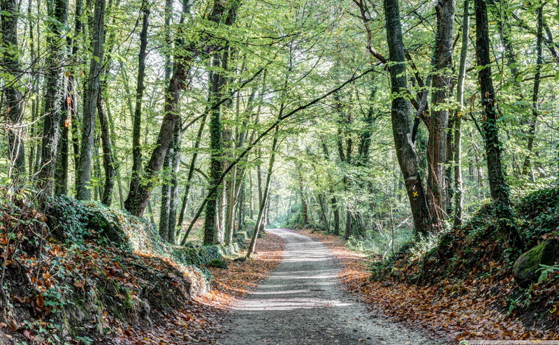 tranquility, plant, 4K, road, green, outdoors, diminishing perspective, tree, Nature, beauty in nature, path, day, fageda, bamboo - plant, non-urban scene