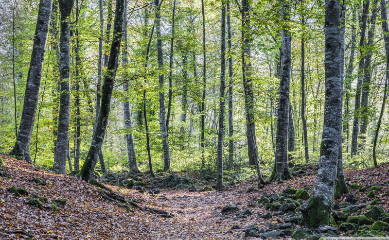 tranquil scene, Nature, woodland, non-urban scene, 4K, outdoors, forest, strolling, land, around, tranquility, bamboo - plant, beauty in nature, trunk