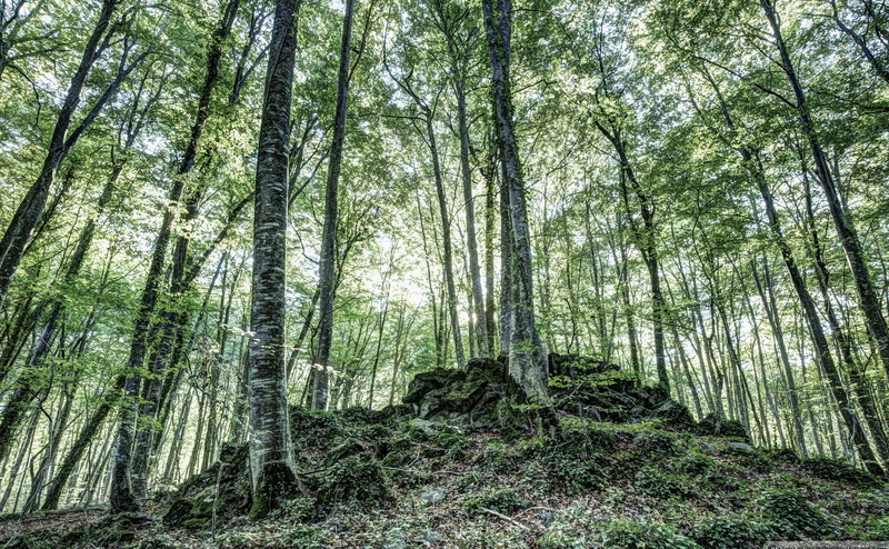bamboo - plant, wood, woodland, plant, abundance, forest, land, no people, fageda, green, green color, den, outdoors, trunk, growth, Spain, tree trunk
