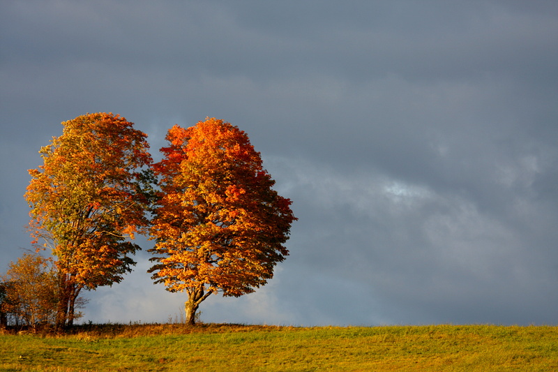 season, black, yellow, dramatic, light, gold Colored, new brunswick, autumn, canada, landscape, grass, colours, fall, green, forest, tree, nature, 4K