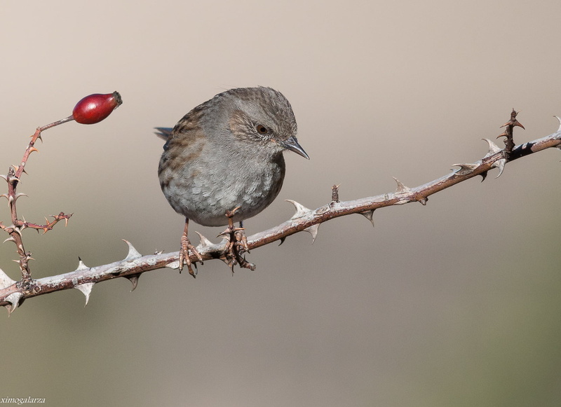 branch, prunella, bird, de, animal, Pardal, wildlife, 720P, modularis, nature, gray, Prunella modularis, brown