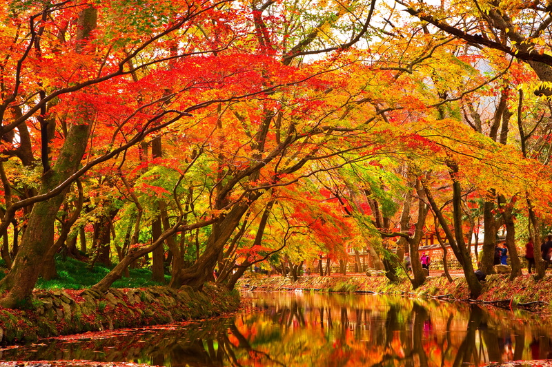 leaf, the leaves, tree, red, land, park - Man Made Space, streams, maple wood, water, beauty in nature, red maple leaf, wave, reflection, river, outdoors