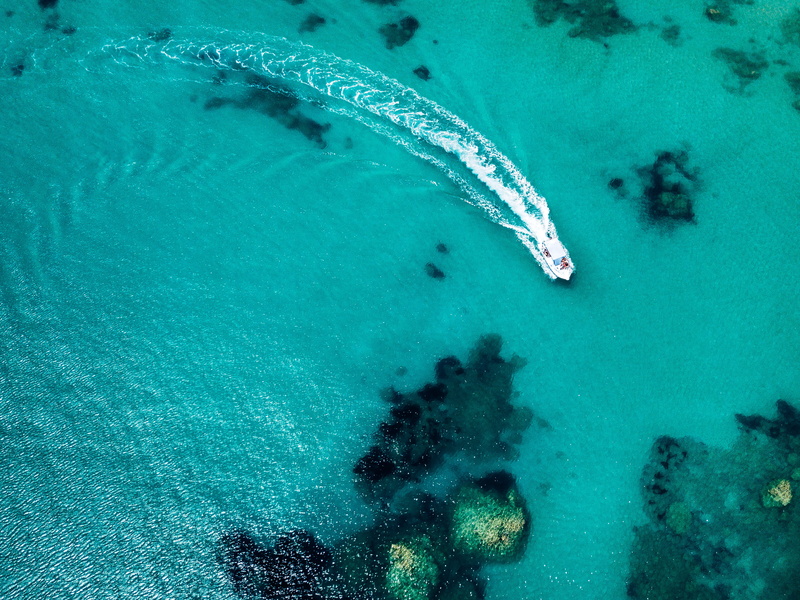 look, summer, daytime, land, clear water, clear, high angle view, moving, no people, marine, aerial view, animals in the wild, beauty in nature, body, underwater