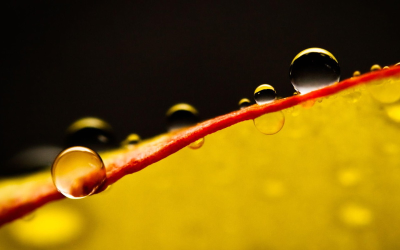 dewdrops, 1080P, water, flowers, drops, waterdrops, nature, nature and l, rain, ix, raindrops, dew, petals