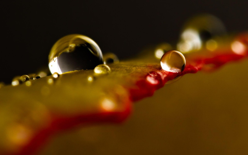 dewdrops, waterdrops, petals, flowers, raindrops, 1080P, nature, viii, drops, nature and l, rain