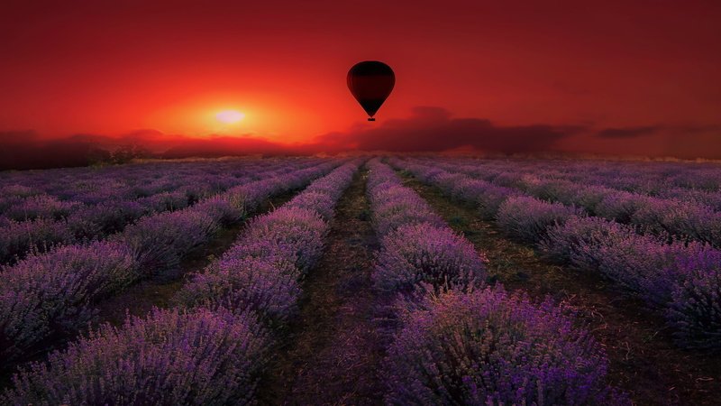lavender, flora, land, flowers, nature, fragrance, provence, 2K, environment, outdoors, summer, lamiaceae, violet, petals, france, sunset, field, sky