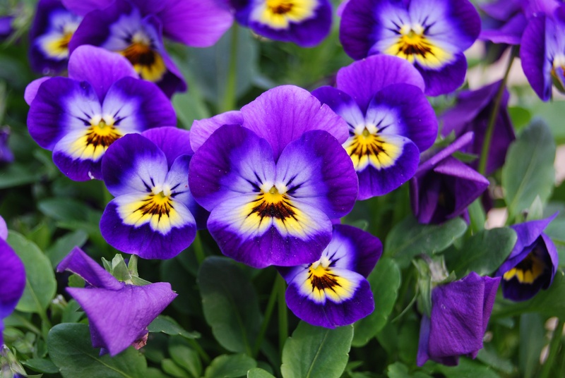 focus on foreground, outdoors, pansy, day, growth, plant, nature, freshness, flowering plant, purple, inflorescence, summer, flower, petal, viola cornuta l