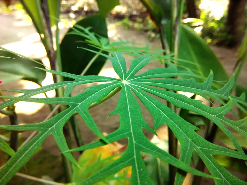 bright leaf, blade of grass, plants, freshness, green, grass, day, close-up, plant part, selective focus, plant, green color, beauty in nature, nature