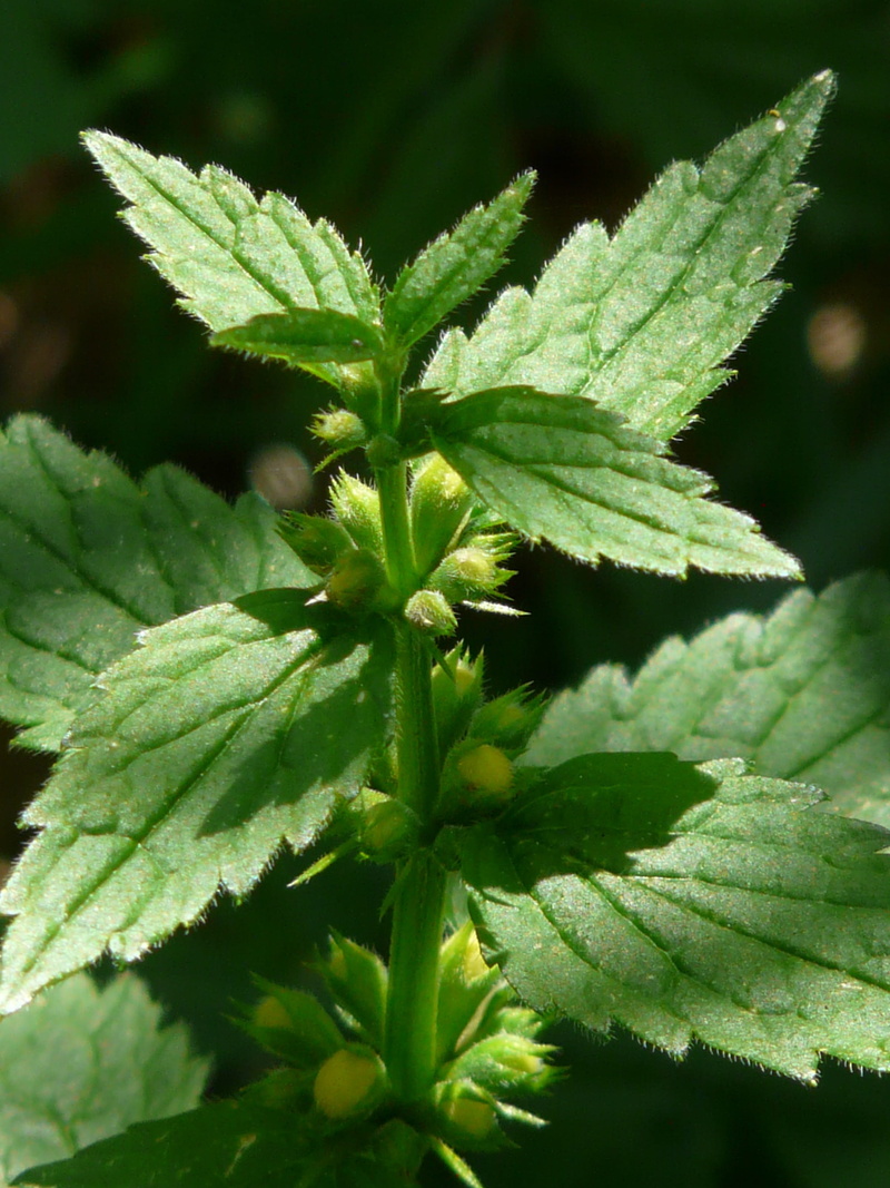 gold taubnessel, focus on foreground, Ordinary, Plant, leaf, medicine, nature, ordinary goldnessel, galeobdolon lamiastrum l, goldnessel, dead nettle, macro
