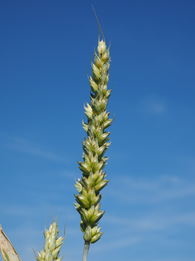 outdoors, close-up, leaf, no people, cloud - sky, plant, sky, wheat, seed wheat, bread wheat, succulent plant, day, licorice, awnless, cereal Plant, cereals