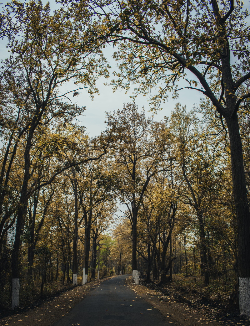 autumn, vanishing point, road, beauty in nature, day, outdoors, diminishing perspective, no people, 5K, growth, evening, treelined, landscape, fall, mood