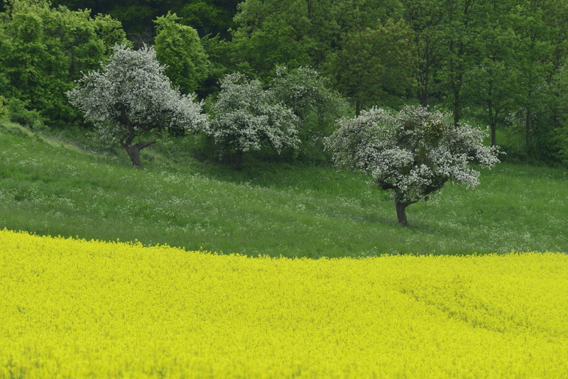freshness, grass, no people, field of rapeseeds, flowering plant, springtime, rape blossom, scenics - nature, day, rare plant, 2K, tree, tranquil scene