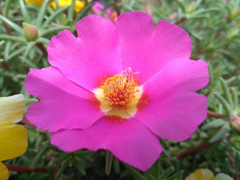close-up, softness, growth, beauty in nature, Purslane, focus on foreground, inflorescence, purslane flowers, flowering plant, kasumi grass flower, nine head of lion grass flower