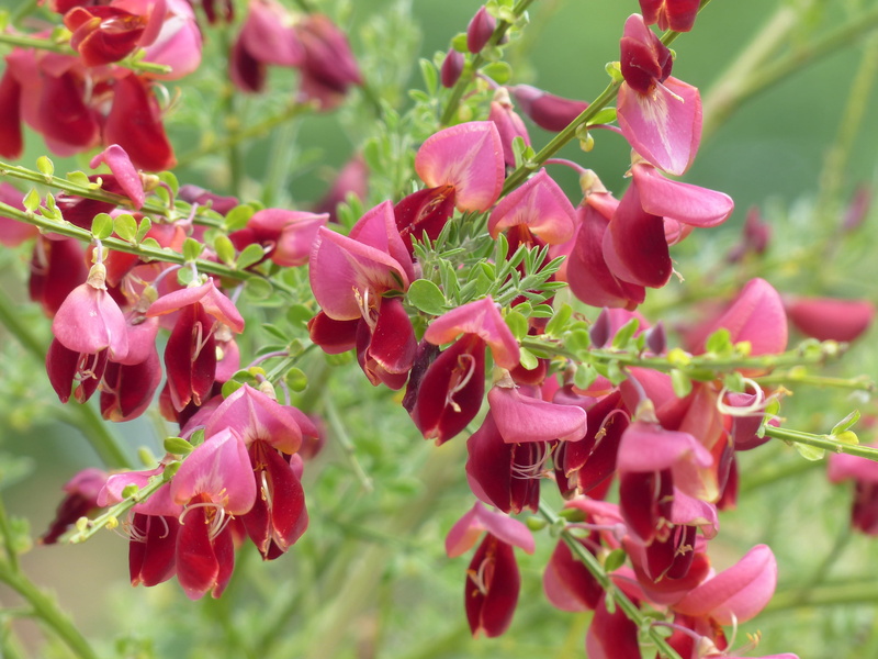 cytisus, genista scoparia, rod bush, pink color, sarothamnus scoparius, besenstrauch, brahmbusch rehweide, outdoors, 4K, focus on foreground, poisonous plant
