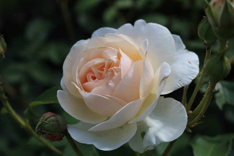 plant, outdoors, rose, garden, fresh, white color, petal, color, spring, hell, white, focus on foreground, inflorescence, freshness, day, natural, growth