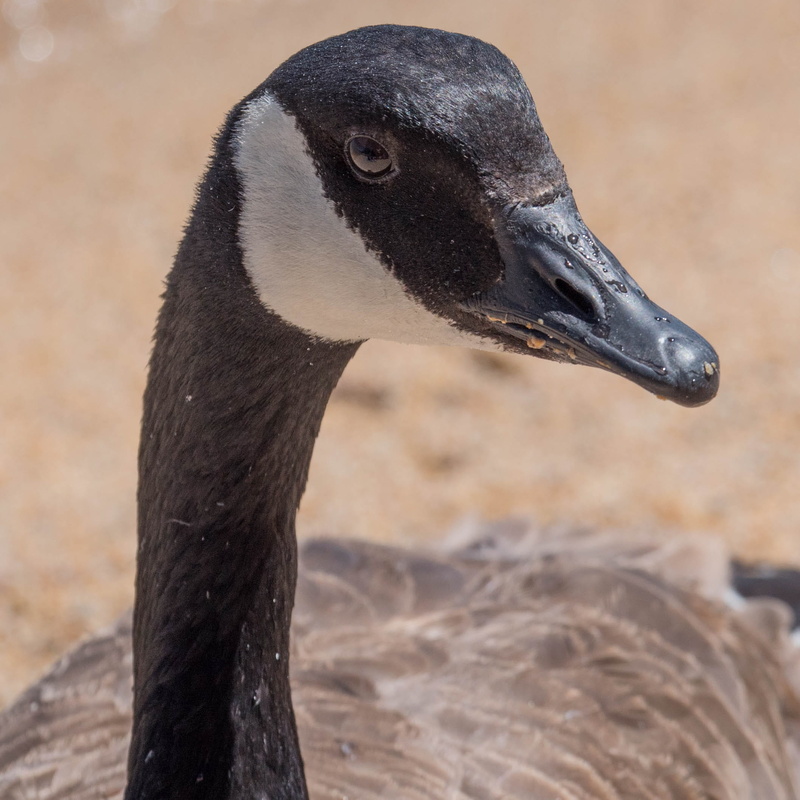 animal, no people, outdoors, animal head, animals in the wild, animal neck, one animal, animal wildlife, black color, animal themes, close-up, beach, animal body part