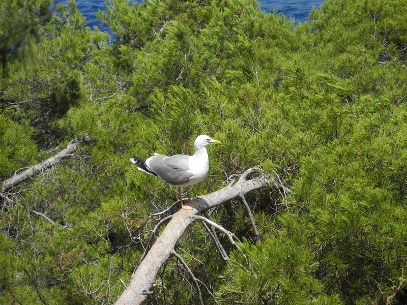 animal, tree, animal themes, no people, white color, bird, perching, outdoors, beauty in nature, grass, land, bird maritime, vertebrate, green color, one animal