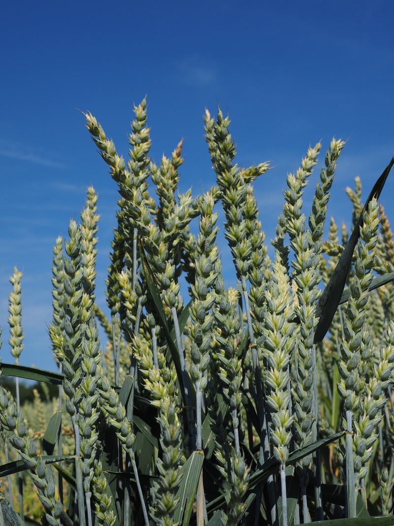 4K, field, common wheat, plant part, poaceae, wheat, beauty in nature, licorice, outdoors, sky, day, cornfield, growth, triticum aestivum, landscape, land