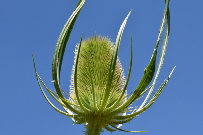 nature, green, 5K, beauty in nature, palm leaf, low angle view, blue, nature prickly, close, cactus, plant, sunlight, dipsacus fullonum l, day, sunny